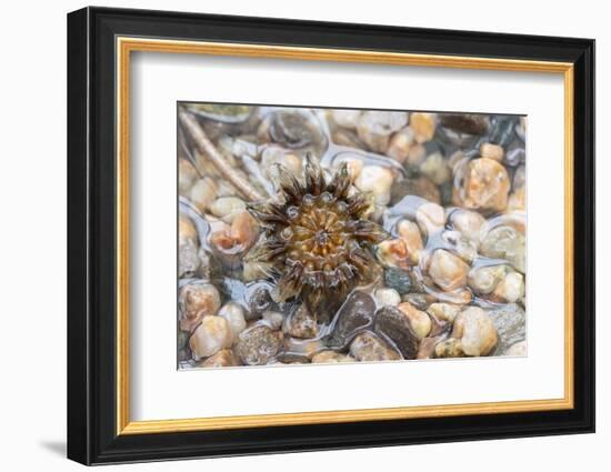 Cheiridopsis seed capsule, Namaqualand, South Africa-Chris Mattison-Framed Photographic Print