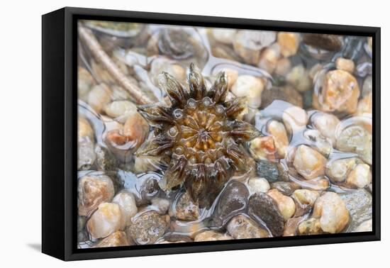 Cheiridopsis seed capsule, Namaqualand, South Africa-Chris Mattison-Framed Premier Image Canvas