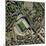 Chelsea's Stamford Bridge Stadium, Aerial-Getmapping Plc-Mounted Premium Photographic Print