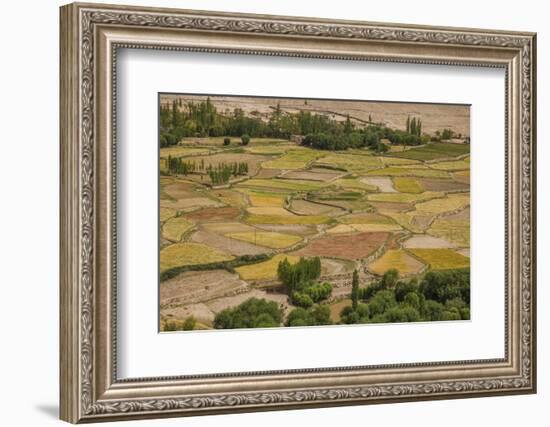 Chemde Monastery, near Karu, Corn Field around Monastery-Guido Cozzi-Framed Photographic Print