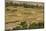 Chemde Monastery, near Karu, Corn Field around Monastery-Guido Cozzi-Mounted Photographic Print