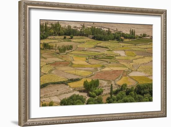 Chemde Monastery, near Karu, Corn Field around Monastery-Guido Cozzi-Framed Photographic Print