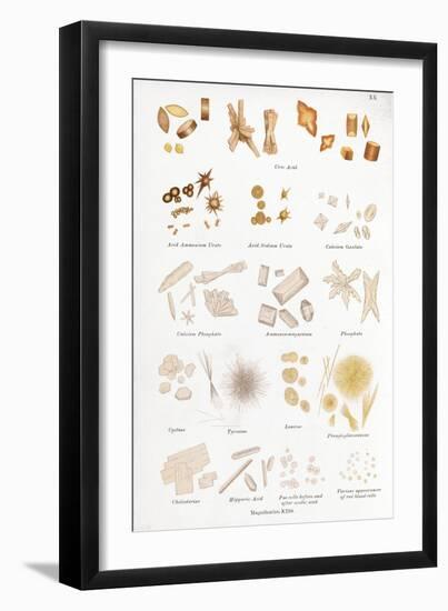 Chemical Crystals, Historical Artwork-Middle Temple Library-Framed Photographic Print