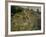 Chemin Montant dans les Hautes Herbes, c.1876-Pierre-Auguste Renoir-Framed Giclee Print