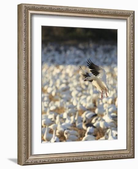 Chen Caerulescens, Bosque Del Apache National Wildlife Refuge, New Mexico-Maresa Pryor-Framed Photographic Print