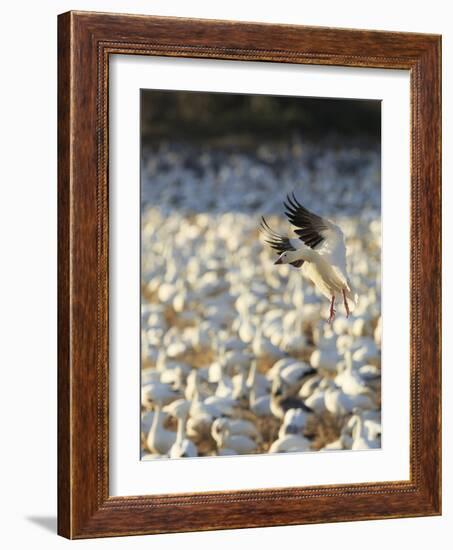 Chen Caerulescens, Bosque Del Apache National Wildlife Refuge, New Mexico-Maresa Pryor-Framed Photographic Print