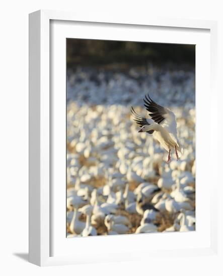 Chen Caerulescens, Bosque Del Apache National Wildlife Refuge, New Mexico-Maresa Pryor-Framed Photographic Print