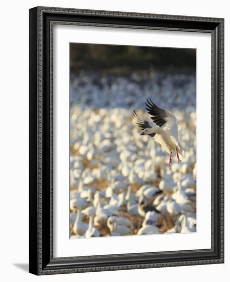 Chen Caerulescens, Bosque Del Apache National Wildlife Refuge, New Mexico-Maresa Pryor-Framed Photographic Print