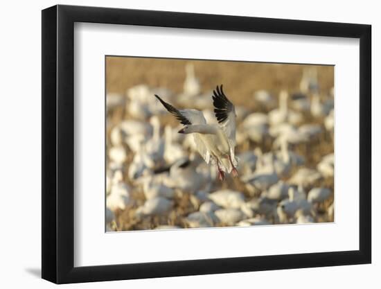 Chen Caerulescens, Bosque Del Apache National Wildlife Refuge, New Mexico-Maresa Pryor-Framed Photographic Print