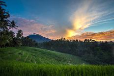 A Sunrise View of the Terraced Rice Fields on the Rich Fertile Volcano Soil Hills of Bali, Indonesi-CHEN WEI SENG-Photographic Print