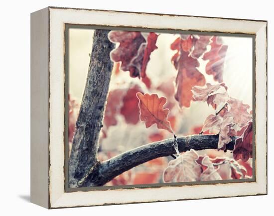 Chene and Light-Philippe Sainte-Laudy-Framed Premier Image Canvas