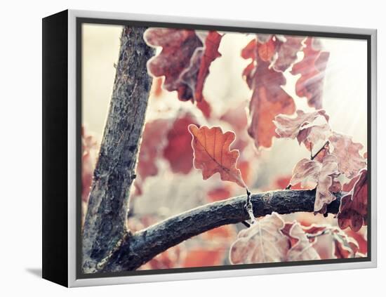 Chene and Light-Philippe Sainte-Laudy-Framed Premier Image Canvas