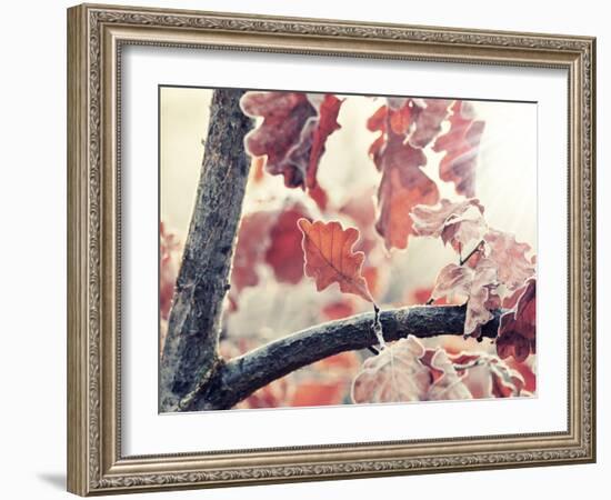 Chene and Light-Philippe Sainte-Laudy-Framed Photographic Print