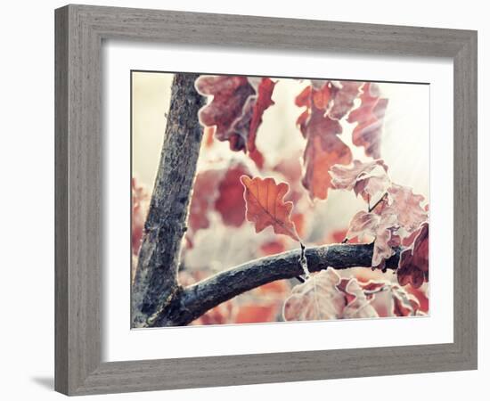 Chene and Light-Philippe Sainte-Laudy-Framed Photographic Print