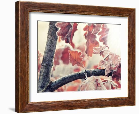 Chene and Light-Philippe Sainte-Laudy-Framed Photographic Print