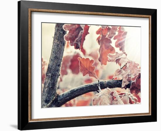 Chene and Light-Philippe Sainte-Laudy-Framed Photographic Print