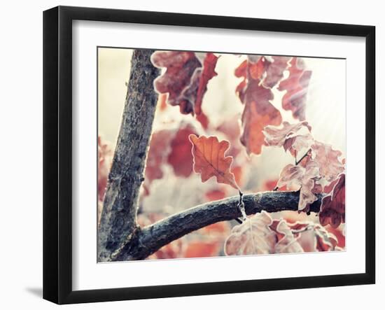 Chene and Light-Philippe Sainte-Laudy-Framed Photographic Print