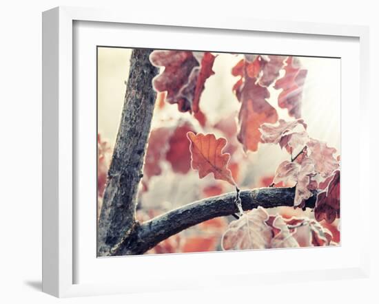 Chene and Light-Philippe Sainte-Laudy-Framed Photographic Print