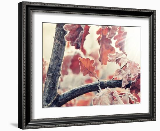 Chene and Light-Philippe Sainte-Laudy-Framed Photographic Print