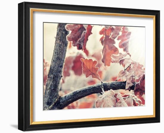 Chene and Light-Philippe Sainte-Laudy-Framed Photographic Print