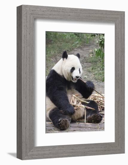 Chengdu Research Base of Giant Panda Breeding, Chengdu, Sichuan Province, China, Asia-Michael Snell-Framed Photographic Print