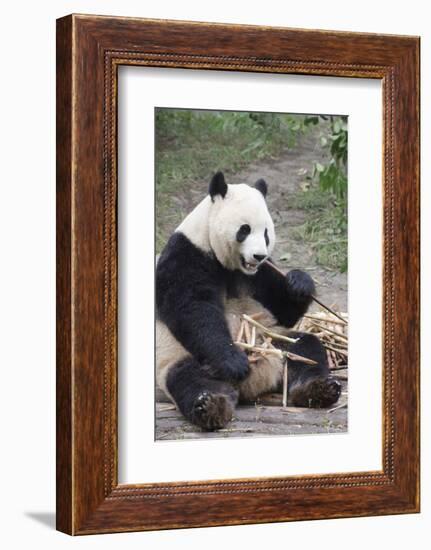 Chengdu Research Base of Giant Panda Breeding, Chengdu, Sichuan Province, China, Asia-Michael Snell-Framed Photographic Print