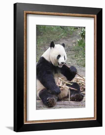 Chengdu Research Base of Giant Panda Breeding, Chengdu, Sichuan Province, China, Asia-Michael Snell-Framed Photographic Print