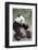 Chengdu Research Base of Giant Panda Breeding, Chengdu, Sichuan Province, China, Asia-Michael Snell-Framed Photographic Print