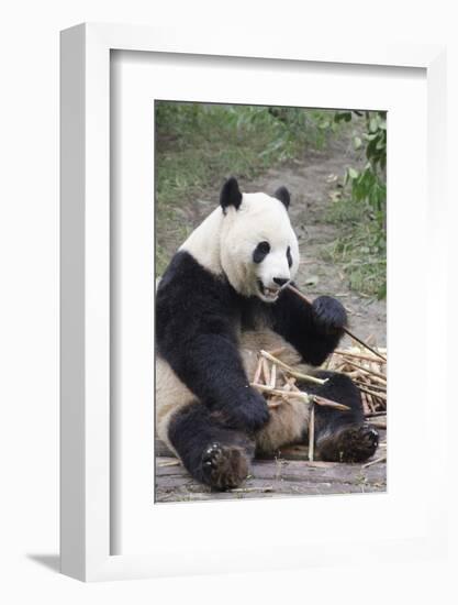 Chengdu Research Base of Giant Panda Breeding, Chengdu, Sichuan Province, China, Asia-Michael Snell-Framed Photographic Print