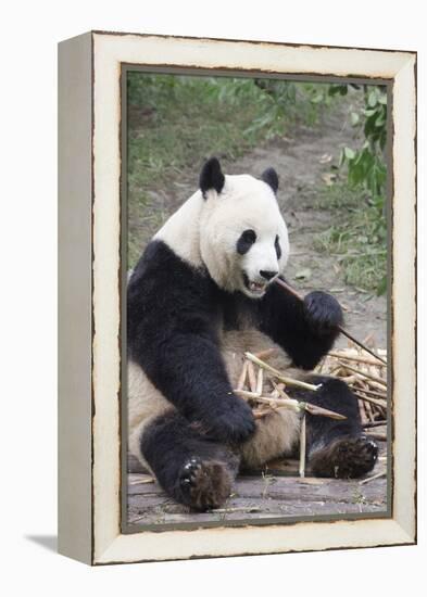 Chengdu Research Base of Giant Panda Breeding, Chengdu, Sichuan Province, China, Asia-Michael Snell-Framed Premier Image Canvas