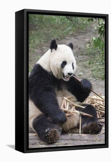 Chengdu Research Base of Giant Panda Breeding, Chengdu, Sichuan Province, China, Asia-Michael Snell-Framed Premier Image Canvas