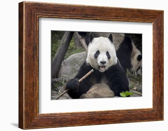 Chengdu Research Base of Giant Panda Breeding, Chengdu, Sichuan Province, China, Asia-Michael Snell-Framed Photographic Print