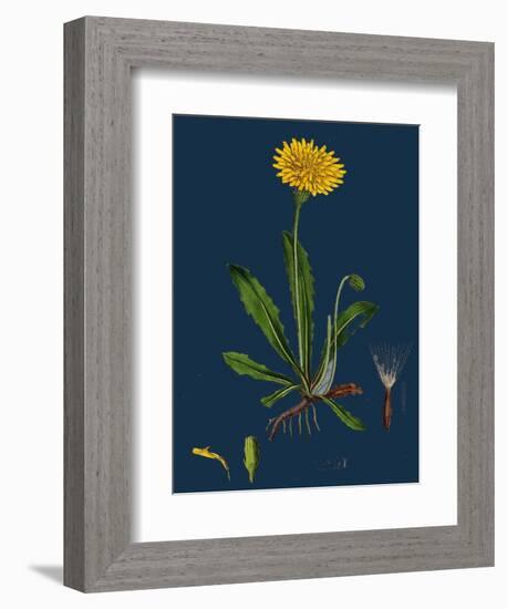 Chenopodium Ficifolium; Fig-Leaved Goosefoot-null-Framed Giclee Print