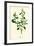 Chenopodium Vulvaria Stinking Goosefoot-null-Framed Giclee Print