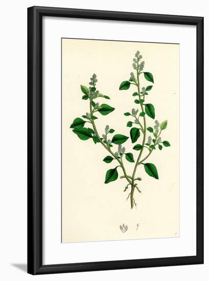 Chenopodium Vulvaria Stinking Goosefoot-null-Framed Giclee Print