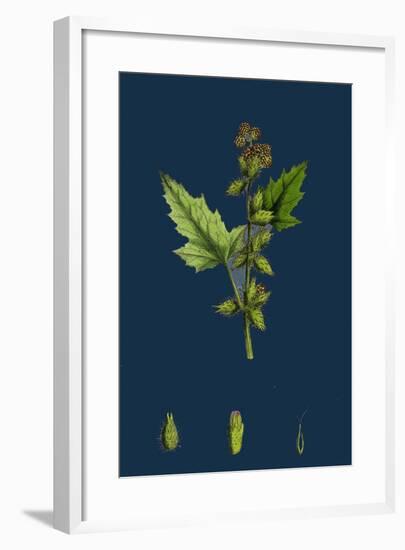 Chenopodium Vulvaria; Stinking Goosefoot-null-Framed Giclee Print