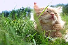 Relax Kitten on Green Grass-Chepko Danil Vitalevich-Photographic Print