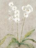 Magnolia Blossom on Gold-Cheri Blum-Art Print