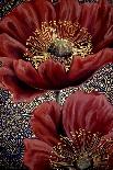 Pink Poppies on Blue-Cherie Roe Dirksen-Giclee Print