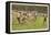 Cherokee Stickball, North Carolina-null-Framed Stretched Canvas