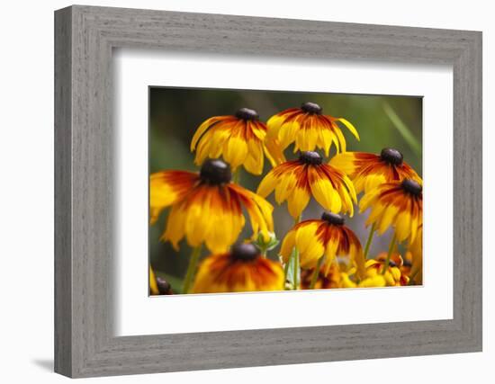 Cherokee Sunset Cone Flowers in Bloom, Seattle, Washington, USA-Terry Eggers-Framed Photographic Print