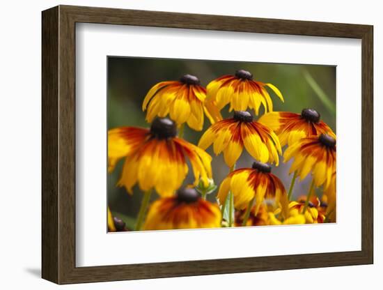 Cherokee Sunset Cone Flowers in Bloom, Seattle, Washington, USA-Terry Eggers-Framed Photographic Print