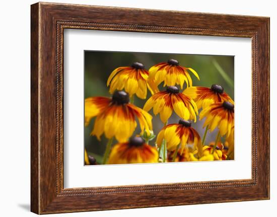 Cherokee Sunset Cone Flowers in Bloom, Seattle, Washington, USA-Terry Eggers-Framed Photographic Print