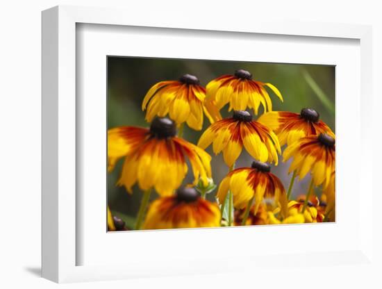 Cherokee Sunset Cone Flowers in Bloom, Seattle, Washington, USA-Terry Eggers-Framed Photographic Print