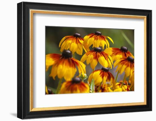 Cherokee Sunset Cone Flowers in Bloom, Seattle, Washington, USA-Terry Eggers-Framed Photographic Print