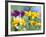 Cherokee Sunset Rudbeckia, Seattle, Washington, USA-Terry Eggers-Framed Photographic Print