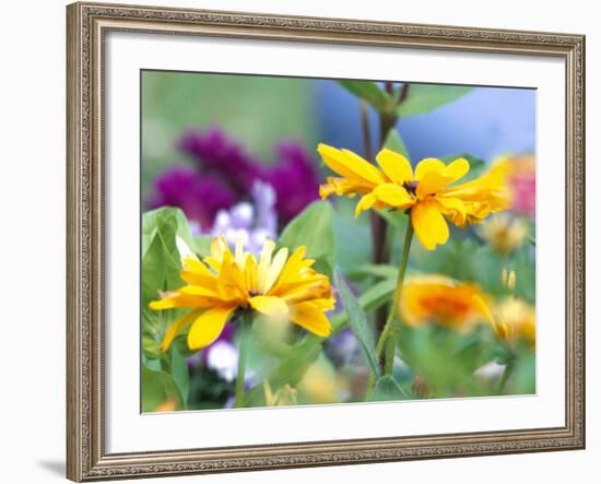 Cherokee Sunset Rudbeckia, Seattle, Washington, USA-Terry Eggers-Framed Photographic Print