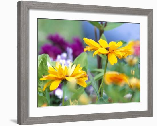 Cherokee Sunset Rudbeckia, Seattle, Washington, USA-Terry Eggers-Framed Photographic Print