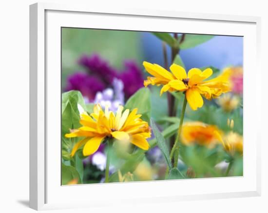 Cherokee Sunset Rudbeckia, Seattle, Washington, USA-Terry Eggers-Framed Photographic Print