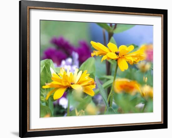 Cherokee Sunset Rudbeckia, Seattle, Washington, USA-Terry Eggers-Framed Photographic Print